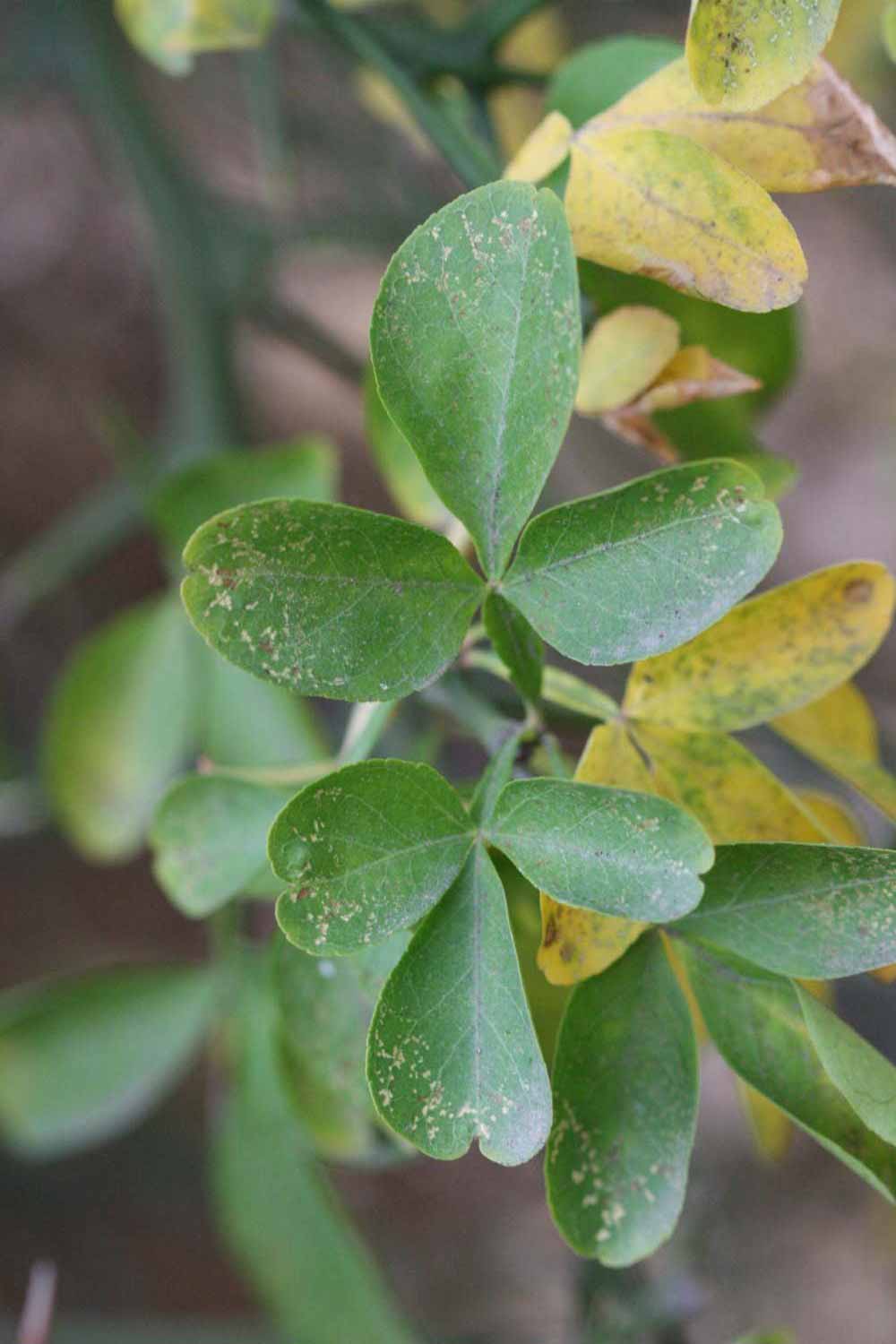            Sun leaves (Riverside, CA)   